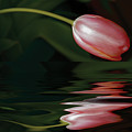 Tulip Reflections