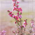 Tea Tree - Leptospermum