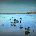 Black Swans on Lake Joondalup