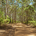 Boranup Forest, Margaret River, Western Australia 4