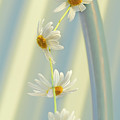 Daisy Chain