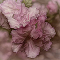 Dusky Pink Azalea