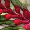 Kangaroo Paw - Anigozanthos manglesii 7
