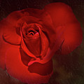 Red Rose