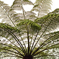 Tasmanian Tree Fern Canopy